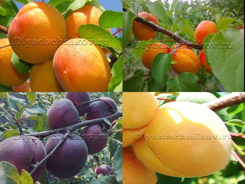 Выращивание абрикосов в средней полосе – как добиться хорошего урожая в неблагоприятных условиях