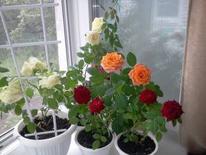 Выращивание роз в горшках — тонкости комнатного цветоводства