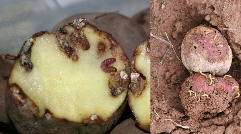 Самые эффективные средства для защиты и обработки картофельного поля от проволочника