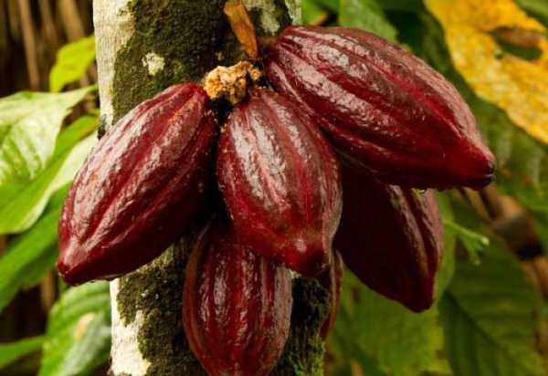 Как выращивают шоколадное дерево и делают какао