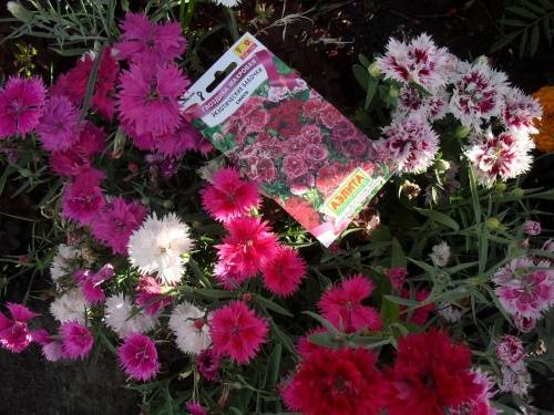 Гвоздика садовая многолетняя: посадка и уход, фото и описание видов
