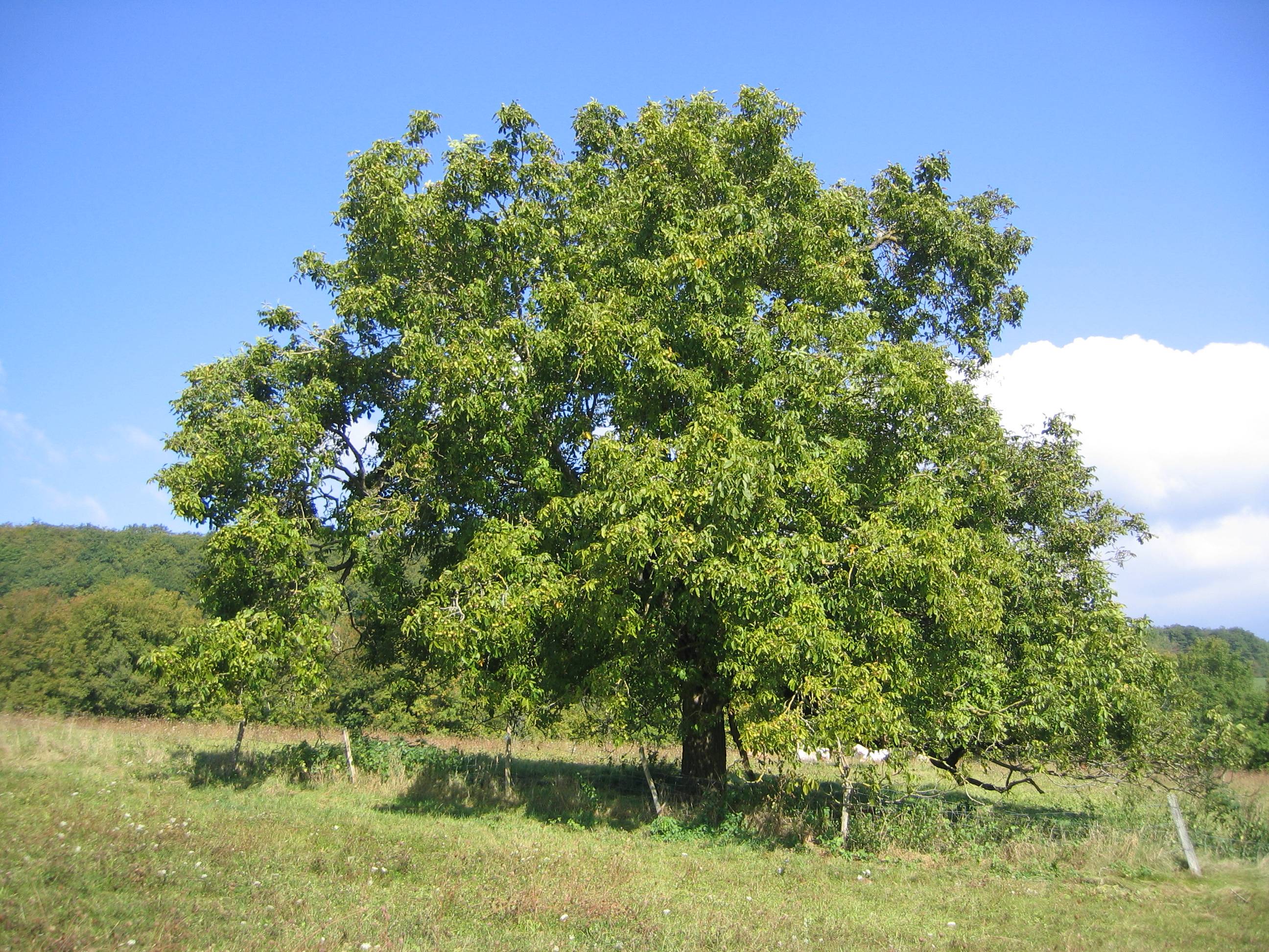 Полезные свойства листьев грецкого ореха и возможные противопоказания