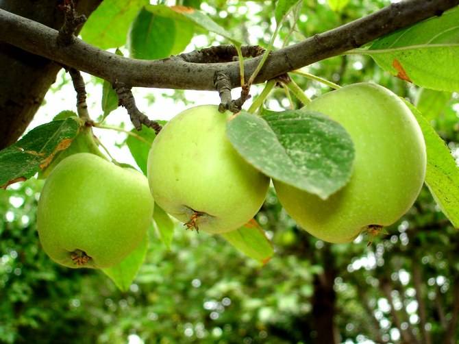 Вырастить яблоню из черенка можно по-разному