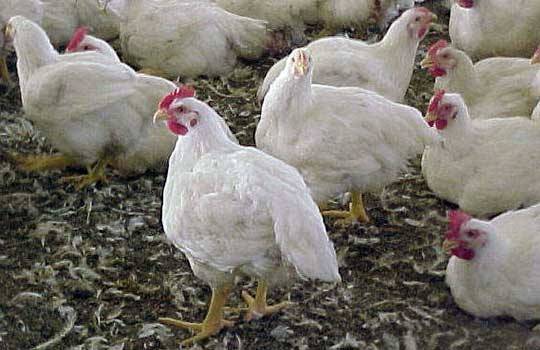 Как сделать брудер для выращивания цыплят своими руками и как его содержать?
