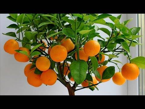 Апельсиновое дерево, уход в домашних условиях, фото