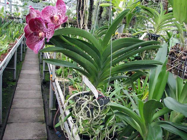 Орхидея: выращивание дома, почему сохнут листья и корни