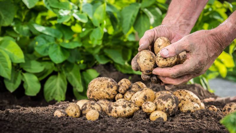 Сроки уборки картофеля по регионам и применение техники