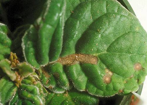 Глоксиния - болезни листьев, причины, описание, фото, лечение