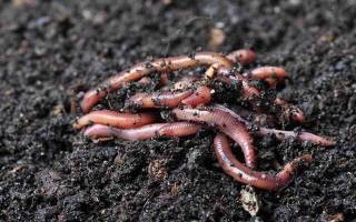 Старатель — лучший червь для производства биогумуса