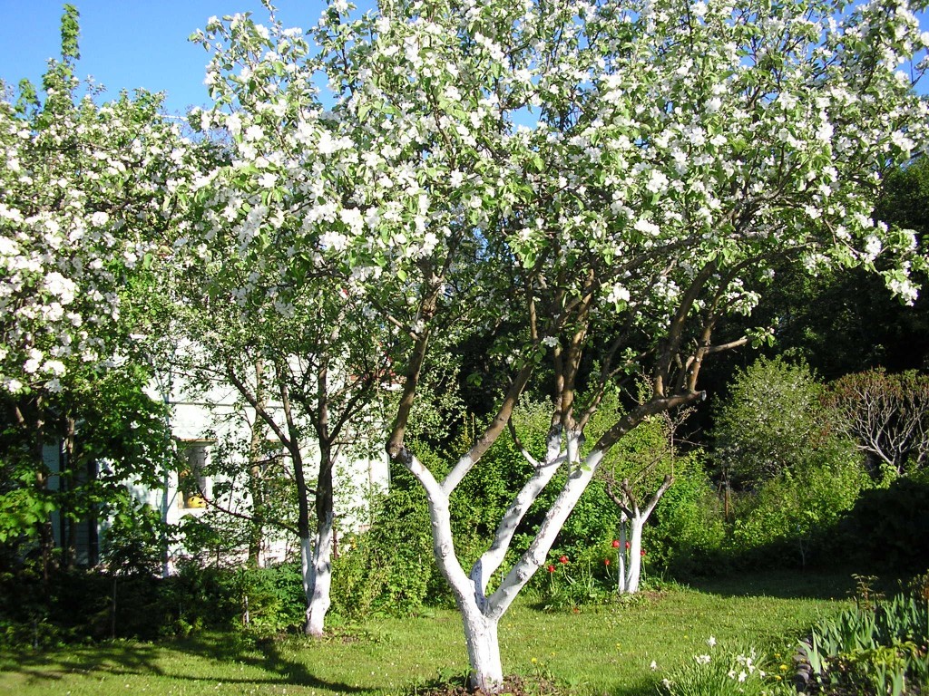 Как правильно и чем белить яблони весной