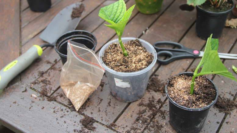 Как применять вермикулит с пользой для растений