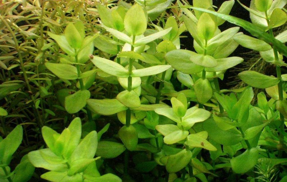 Комнатное растение бакопа и ее виды с фото и описанием