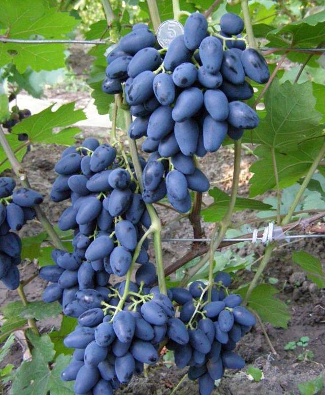 Выращивание винограда в подмосковье в открытом грунте