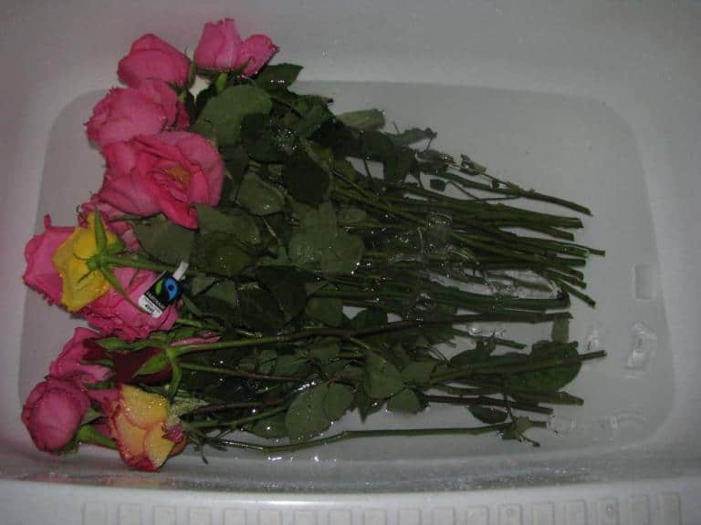 Что добавить в воду для роз, чтобы дольше стояли в вазе