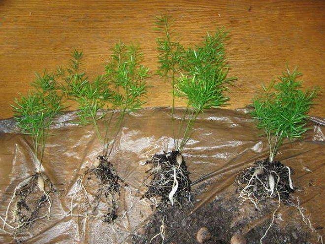 Аспарагус шпренгера — лучший вариант для каскадного озеленения