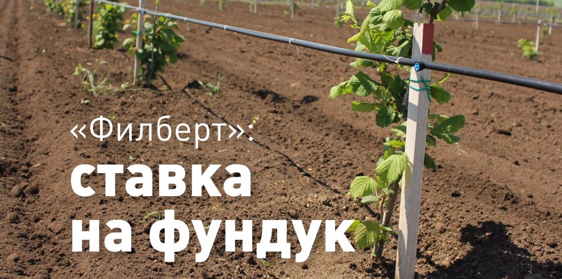 Выращивание и правильный уход за фундуком в средней полосе россии