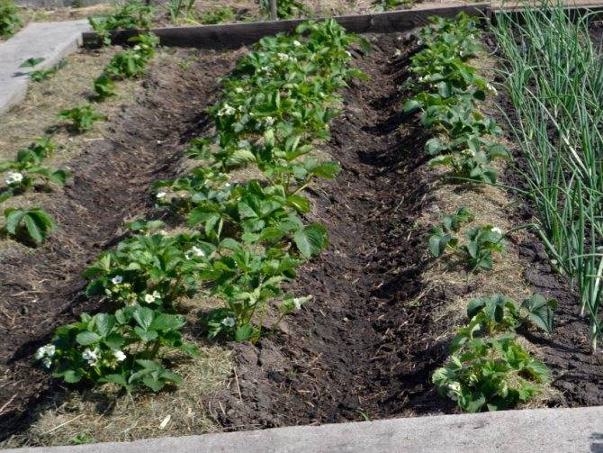 Совместимость овощных культур на грядках: секреты богатого урожая