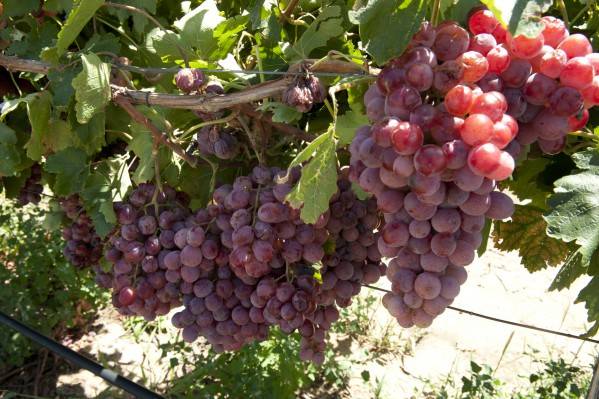 На каком расстоянии сажать виноград друг от друга: советы и рекомендации профессионалов по посадке винограда на приусадебном участке (125 фото и видео)