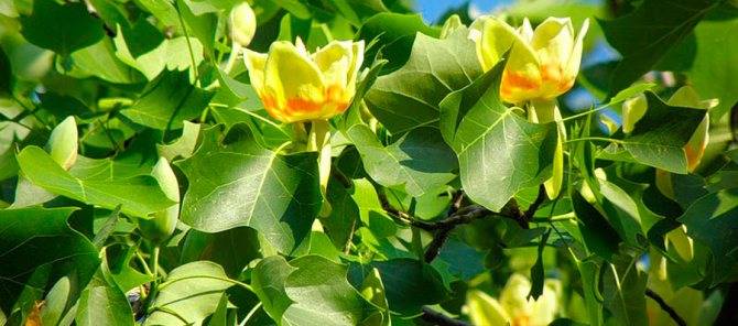 Тюльпановое дерево — посадка и уход за лириодендроном