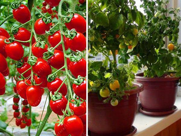 Как выбрать и как вырастить помидоры черри