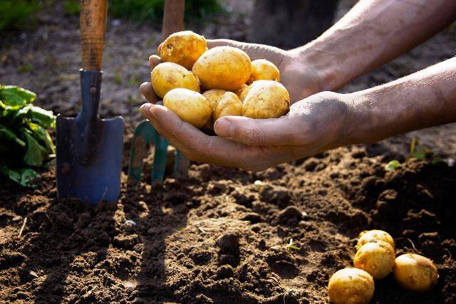 Посадка картофеля: рассчитываем благоприятные дни по лунному календарю в 2020 году