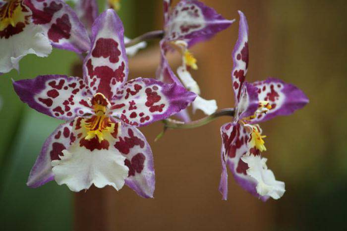 Орхидный гибрид камбрия: цветение и уход