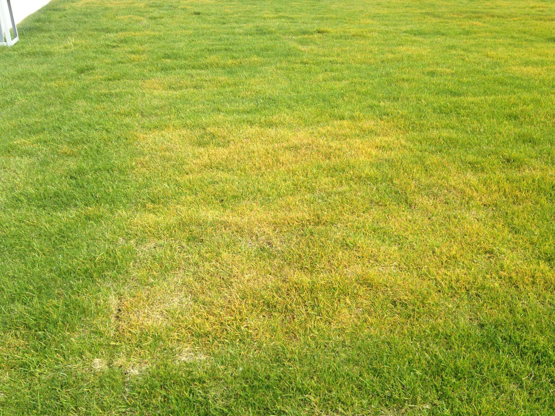 Желтеет газонная трава, грибы на газоне и другие напасти: определяем причины и боремся
