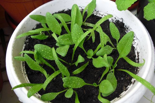 Как вырастить шпинат на подоконнике – от посева до урожая