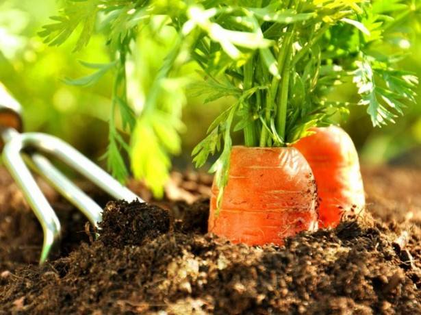 Нужно ли прорастить семена моркови перед посадкой? как это сделать быстро?