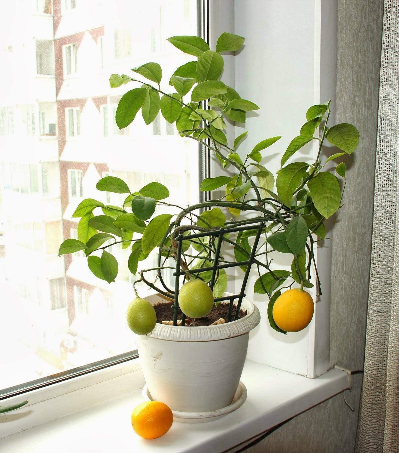 Учимся выращивать и ухаживать за лимоном дома