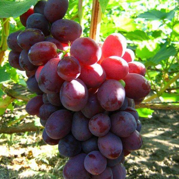 Способы выращивания винограда в домашних условиях из косточки