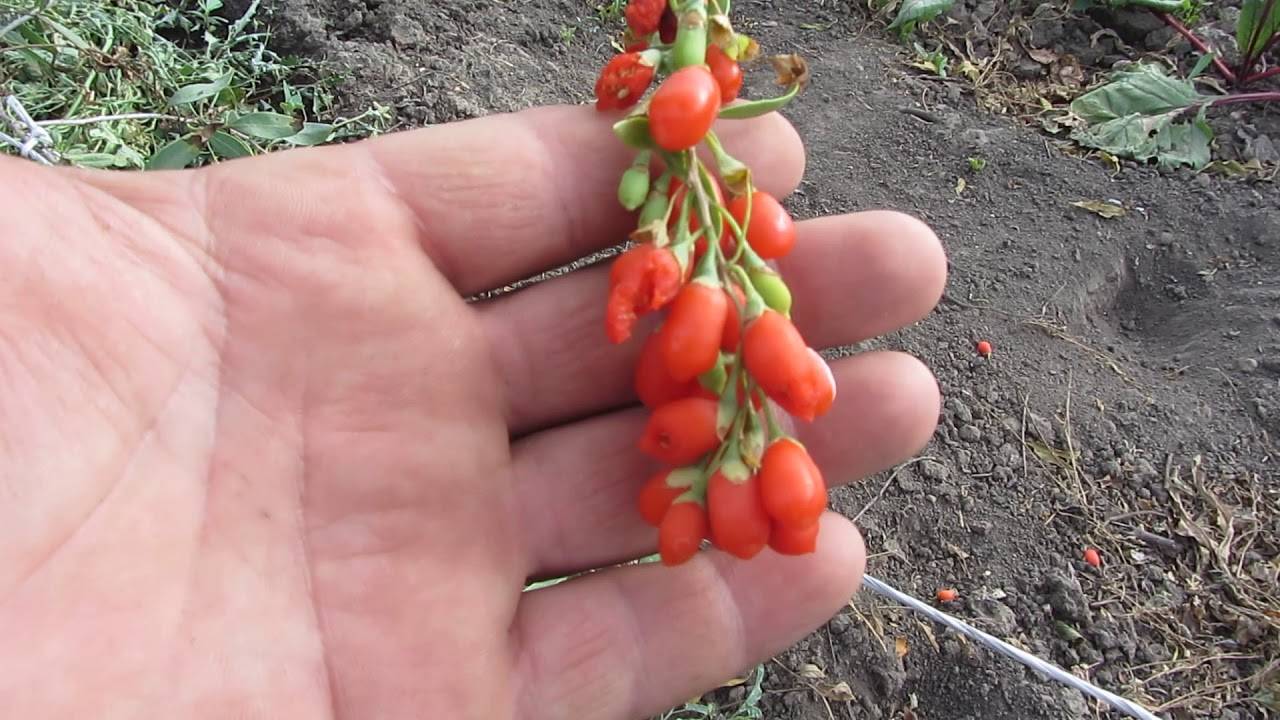 Выращивание ягоды Годжи