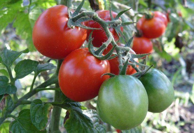 Самые урожайные томаты для ленинградской области