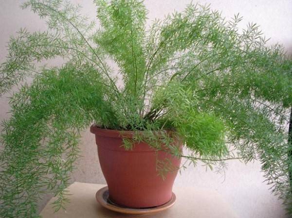 Комнатное кустовидное растение аспарагус мейера: фото и уход в домашних условиях