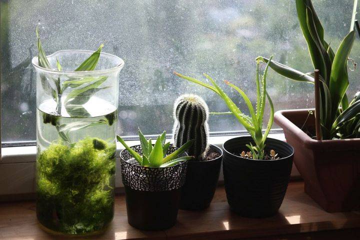 Какие комнатные растения обязательно должны быть в доме