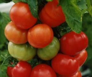 Какие помидоры сажать в ленинградской области?