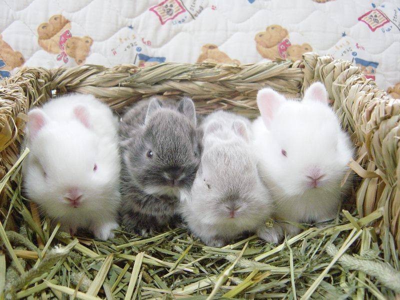 В каком возрасте крольчат отсаживают от крольчихи?