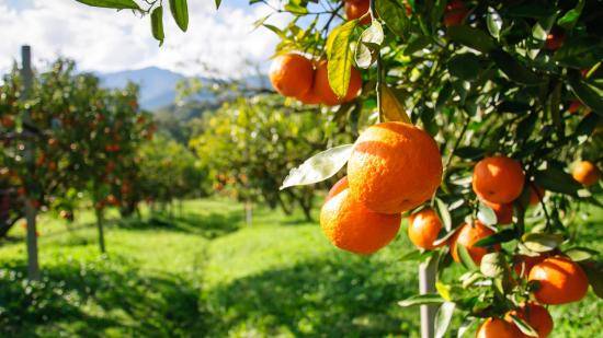Как вырастить из косточки апельсиновое дерево