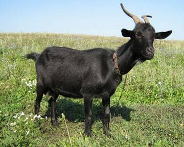 Питание домашних коз: что едят, виды корма и правила кормления