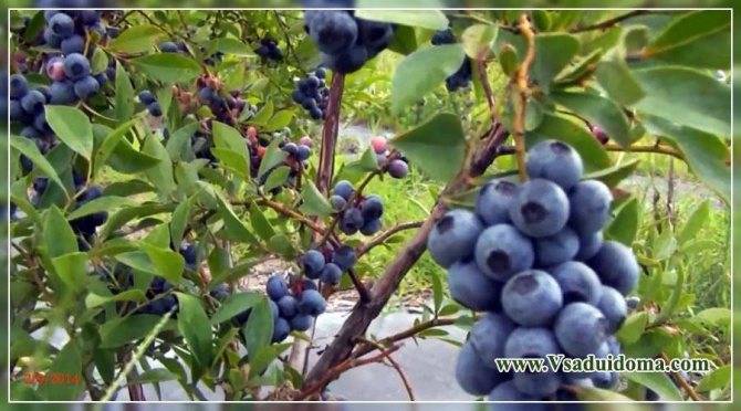 Голубика на садовом участке