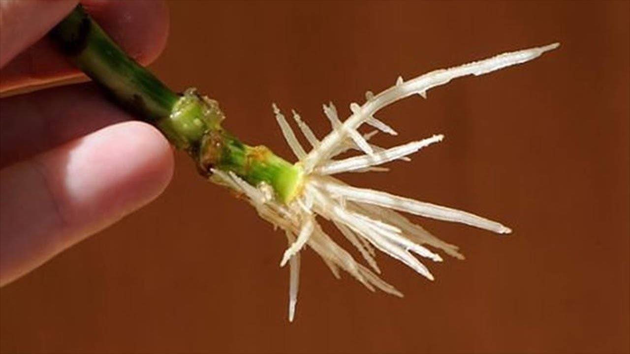 Стимулятор роста растений «этамон»: инструкция по применению
