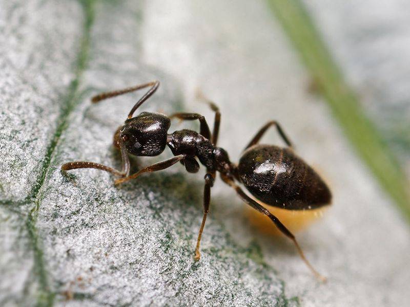 Как избавиться от муравьёв в городской квартире и в сельском доме раз и навсегда