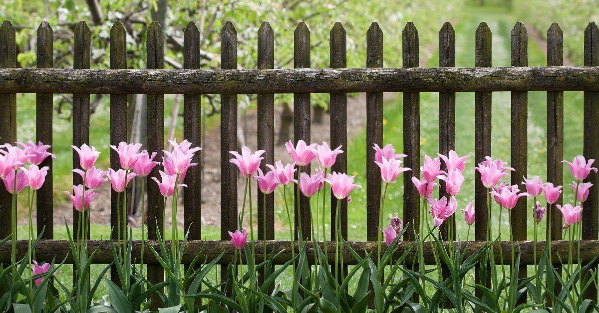 Цветение тюльпанов — даем силу растениям