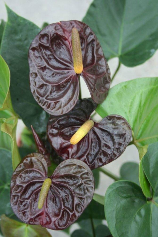 Антуриум с черными цветами: разновидности и особенности выращивания