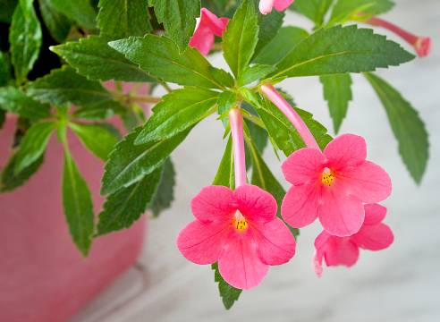 Цветок ахименес, уход и размножение в домашних условиях