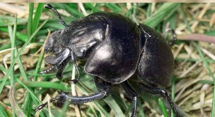 Черный еловый усач: фото насекомого и опасность для человека