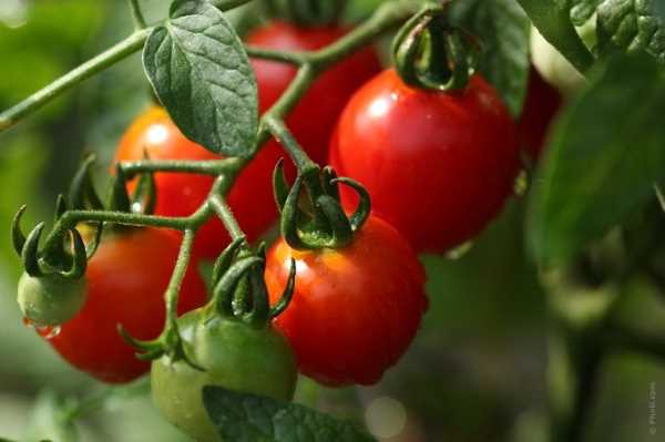 Что такое пасынки у помидор и зачем их нужно обрывать?