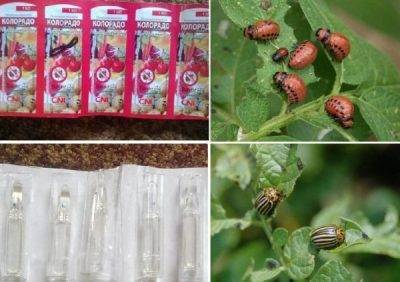 Инструкция по применению препарата «корадо» от колорадского жука
