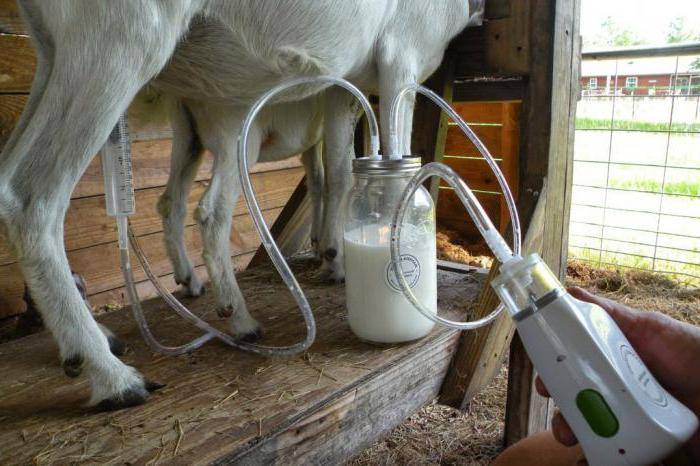 Доильный аппарат для коз освобождает время, облегчает труд