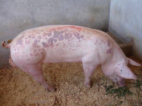 Рожа у свиней: симптомы, фото и лечение в домашних условиях